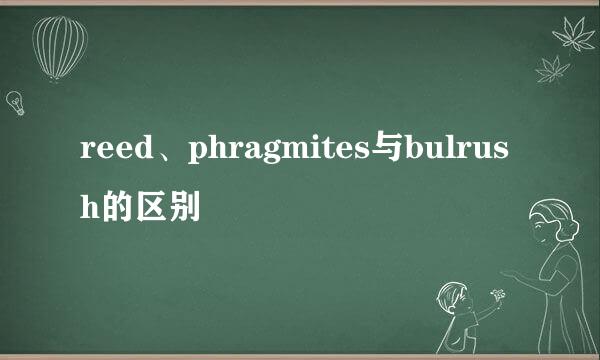 reed、phragmites与bulrush的区别