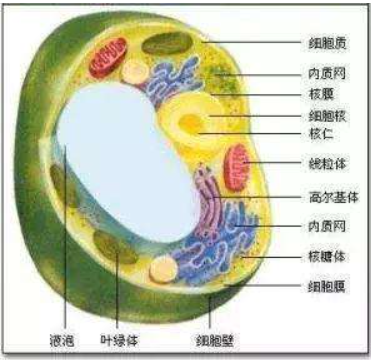 附着在内质网上的核糖体和游离的核糖体有什么区别？