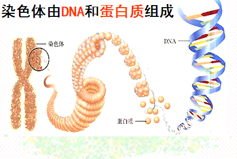 XXY染色体是怎样形成的？具体的答案