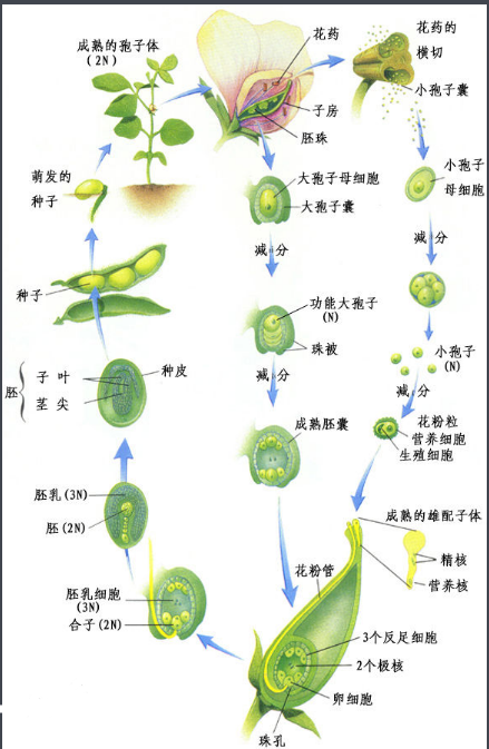 有丝分裂和减数分裂有哪些主要区别