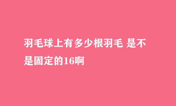 羽毛球上有多少根羽毛 是不是固定的16啊