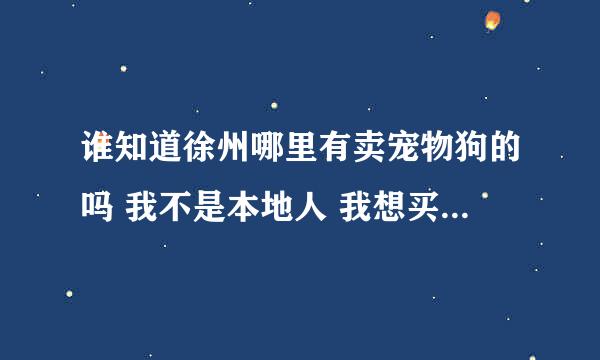 谁知道徐州哪里有卖宠物狗的吗 我不是本地人 我想买个泰迪或者比熊 狗狗