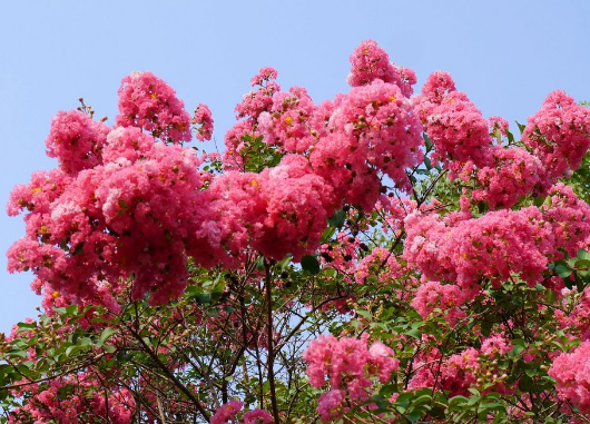 夏天开的花有哪些花