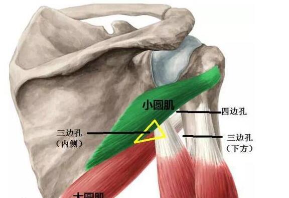 人体解剖中三边孔和四边孔的概念是什么？