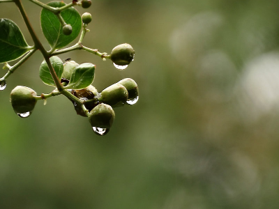 毛毛雨是什么意思？