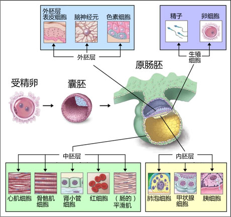 什么是细胞分化