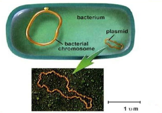 质粒载体的四个基本特征