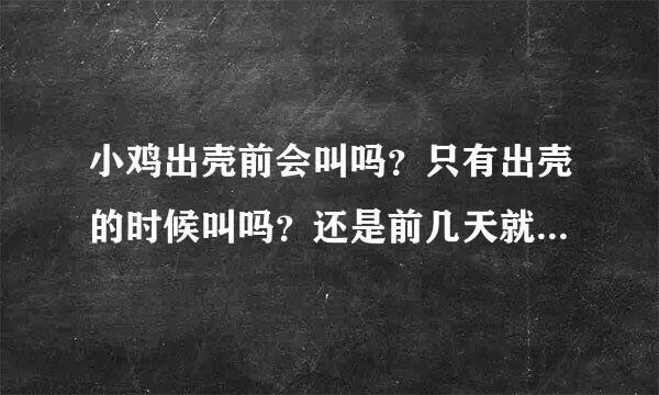 小鸡出壳前会叫吗？只有出壳的时候叫吗？还是前几天就在壳里叫？