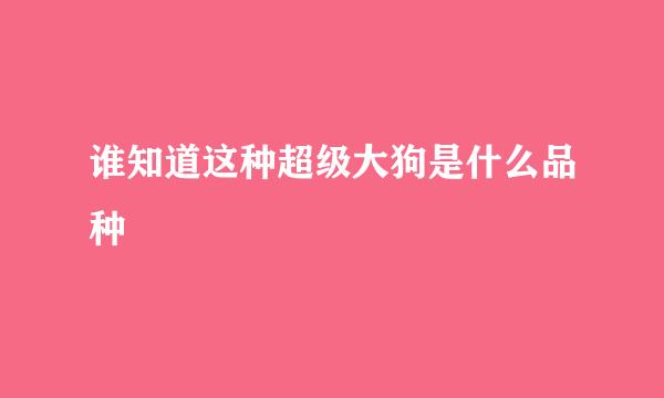 谁知道这种超级大狗是什么品种