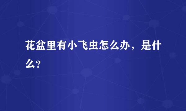 花盆里有小飞虫怎么办，是什么？