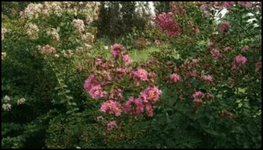 解释繁花锦簇什么意思