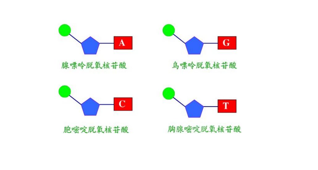 脱氧核糖核苷酸与脱氧核苷酸有什么区别