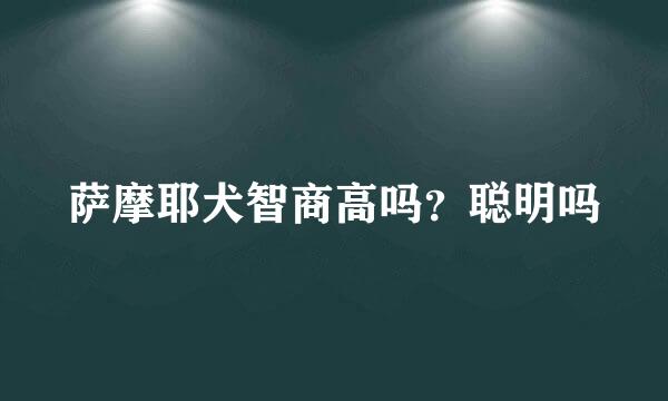 萨摩耶犬智商高吗？聪明吗