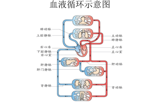 血液循环途径示意图