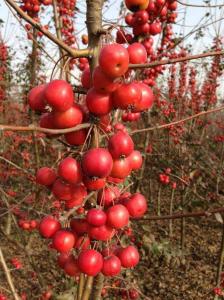 冬红海棠和冬红果海棠是同一种植物吗？