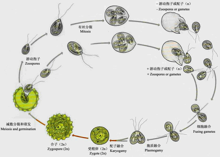 有性生殖和无性生殖的区别