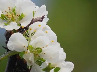 花园里有哪些花？