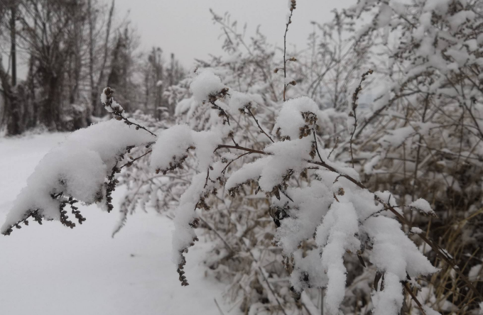 瑞雪兆丰年全诗是什么