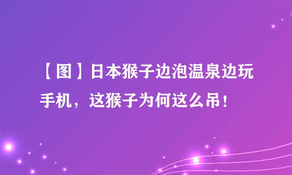 【图】日本猴子边泡温泉边玩手机，这猴子为何这么吊！