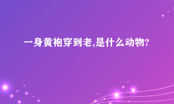 一身黄袍穿到老,是什么动物?