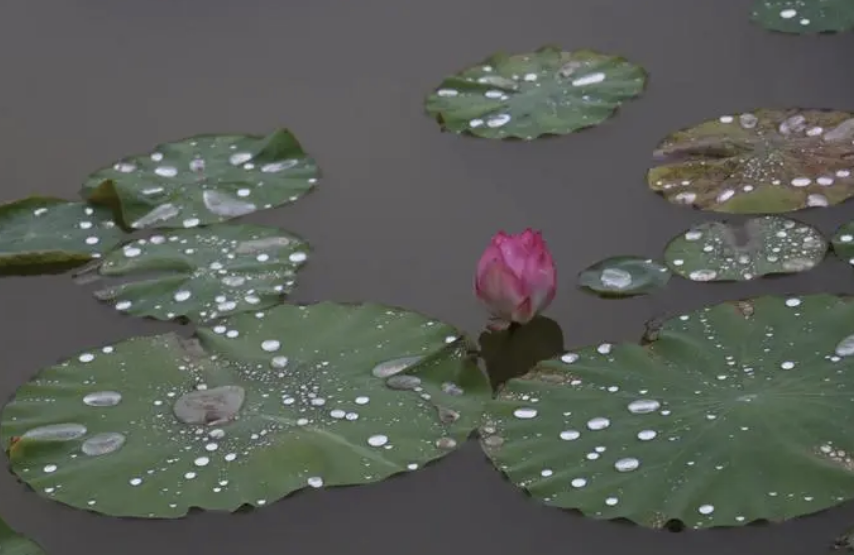 雨荷的含义是什么意思