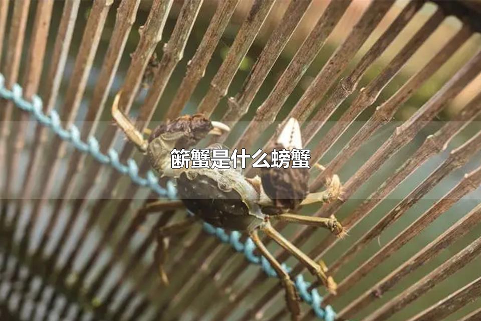 溱湖簖蟹怎么读