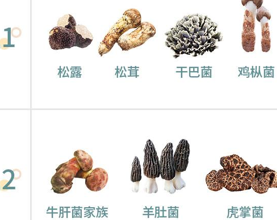 野生蘑菇种类大全(图)能吃的蘑菇