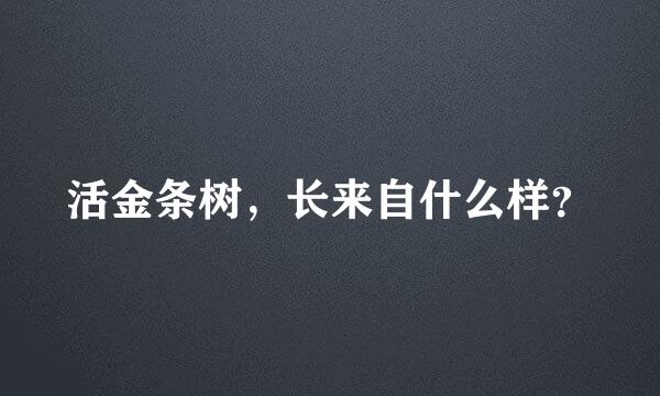 活金条树，长来自什么样？