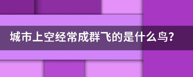 城市上空经常成群飞的是什么鸟？