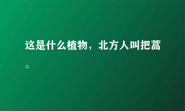 这是什么植物，北方人叫把蒿。