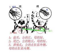 小巴西龟怎么分公母简单的一定要发图片