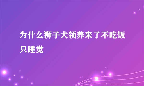 为什么狮子犬领养来了不吃饭只睡觉