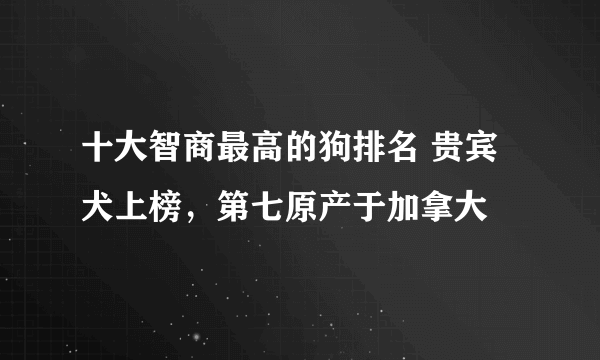 十大智商最高的狗排名 贵宾犬上榜，第七原产于加拿大