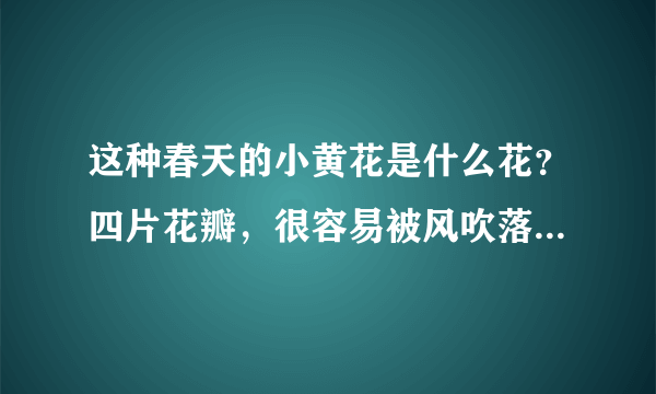 这种春天的小黄花是什么花？四片花瓣，很容易被风吹落，花落后长种子，叶子像蒲公英，中央长出几根长花柄