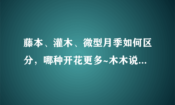 藤本、灌木、微型月季如何区分，哪种开花更多~木木说月季（三）