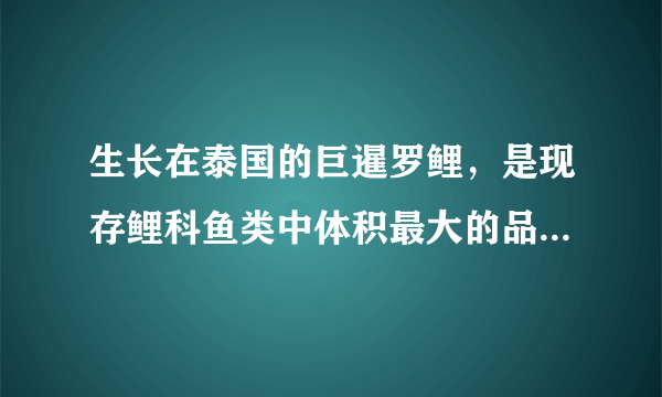 生长在泰国的巨暹罗鲤，是现存鲤科鱼类中体积最大的品种.如图所示的巨型暹罗鲤鱼长约为$2m$，质量约为$120kg$，则其体积大约为（  ）A.$0.012m^{3}$B.$ 0.12m^{3}$C.$ 12m^{3}$D.$ 120m^{3}$