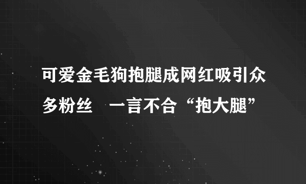 可爱金毛狗抱腿成网红吸引众多粉丝   一言不合“抱大腿”