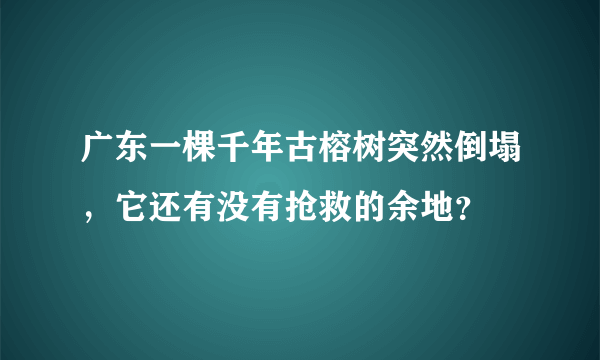 广东一棵千年古榕树突然倒塌，它还有没有抢救的余地？