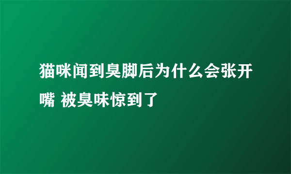 猫咪闻到臭脚后为什么会张开嘴 被臭味惊到了