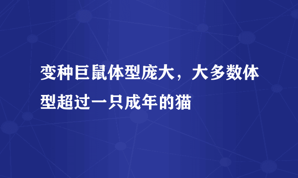 变种巨鼠体型庞大，大多数体型超过一只成年的猫 