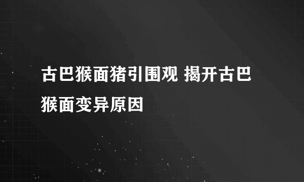 古巴猴面猪引围观 揭开古巴猴面变异原因