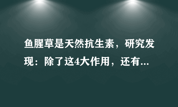 鱼腥草是天然抗生素，研究发现：除了这4大作用，还有抗癌效果