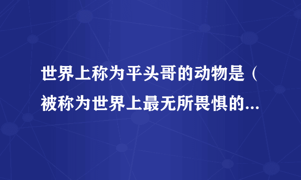 世界上称为平头哥的动物是（被称为世界上最无所畏惧的动物人称平头哥的是）