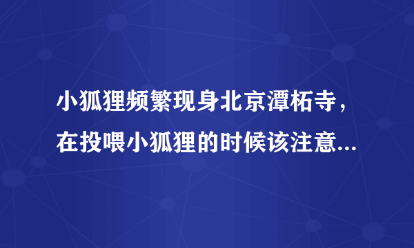 小狐狸频繁现身北京潭柘寺，在投喂小狐狸的时候该注意些什么？