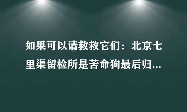 如果可以请救救它们：北京七里渠留检所是苦命狗最后归宿不分品种贵贱七天集体处死一次，到这里无人领养7