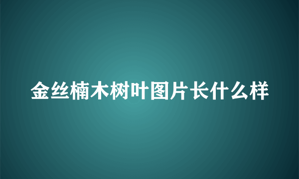 金丝楠木树叶图片长什么样