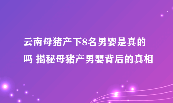 云南母猪产下8名男婴是真的吗 揭秘母猪产男婴背后的真相