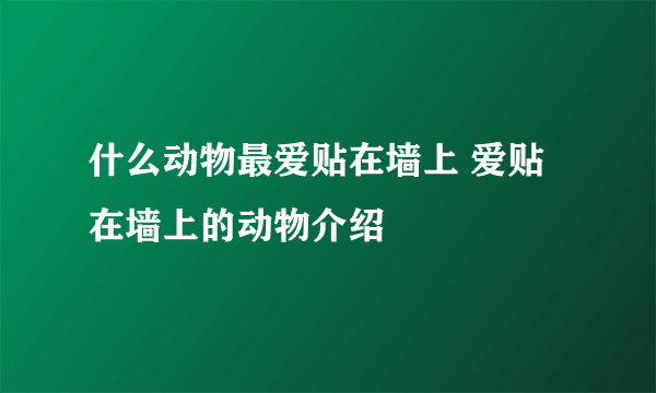 什么动物最爱贴在墙上 爱贴在墙上的动物介绍