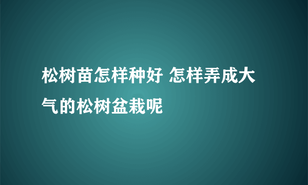 松树苗怎样种好 怎样弄成大气的松树盆栽呢