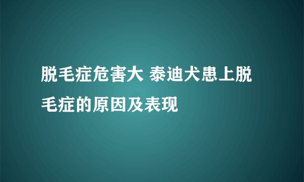 脱毛症危害大 泰迪犬患上脱毛症的原因及表现